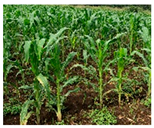 Drones 09 00192 i002