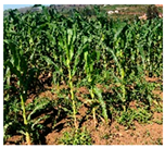 Drones 09 00192 i003