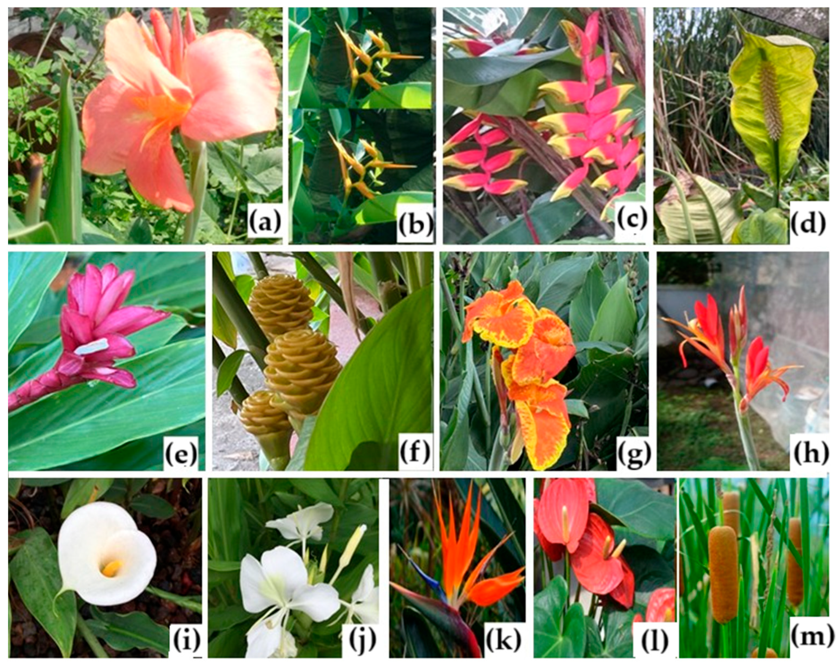 Earth 06 00126 g005 Earth 06 00126 g005