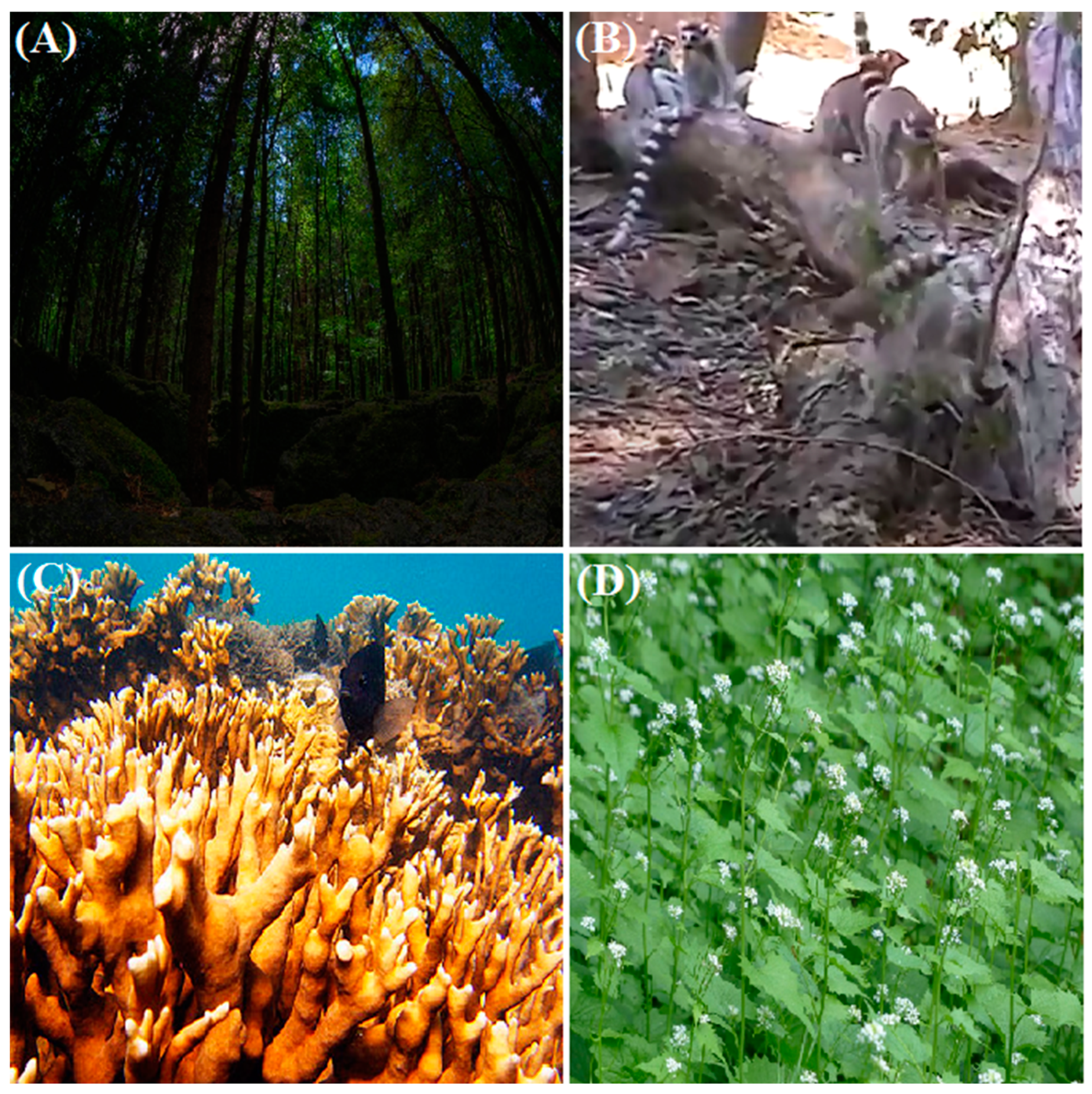 Ecologies 02 00004 g001