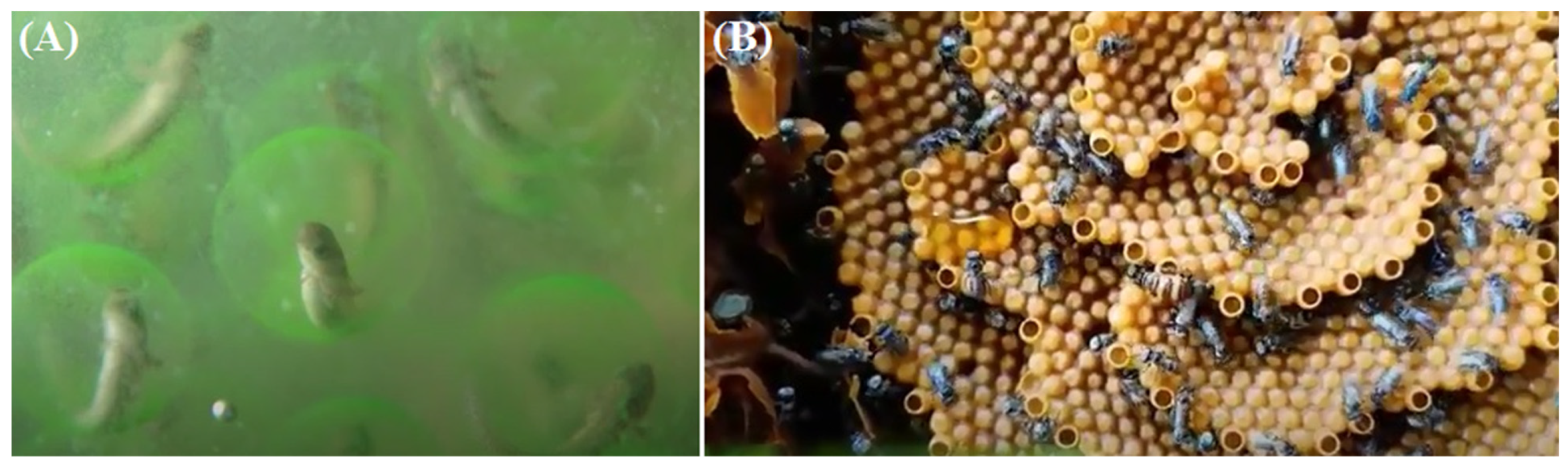 Ecologies 02 00004 g002