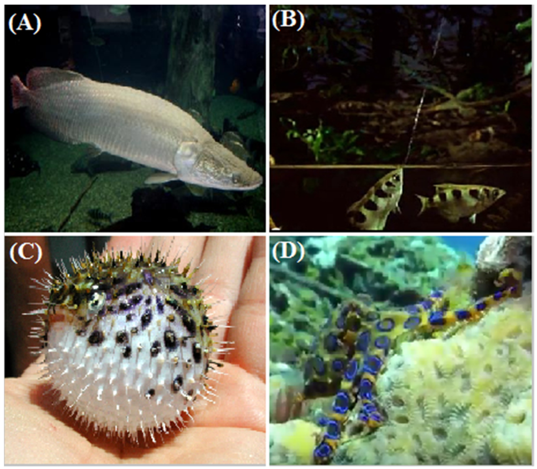 Ecologies 02 00004 g003