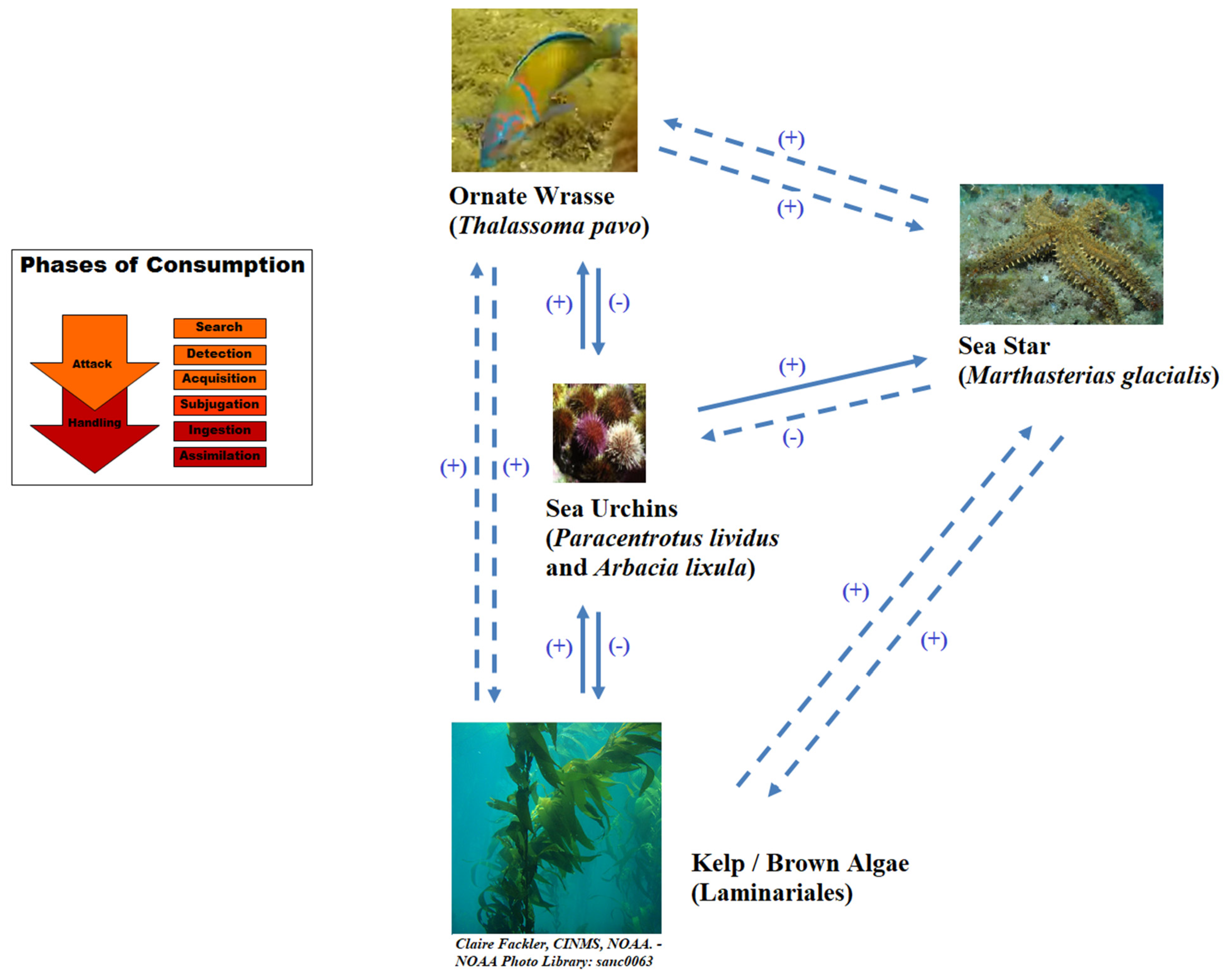 Ecologies 02 00004 g004