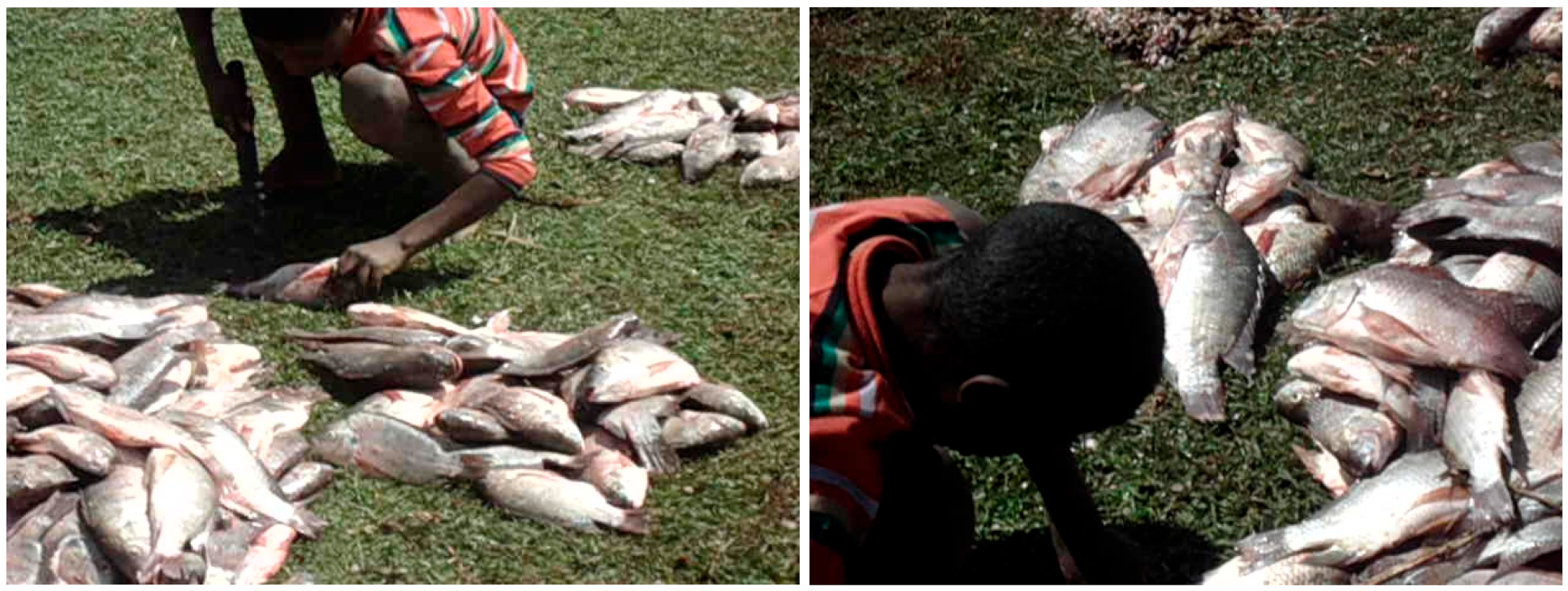 Ecologies 02 00022 g009