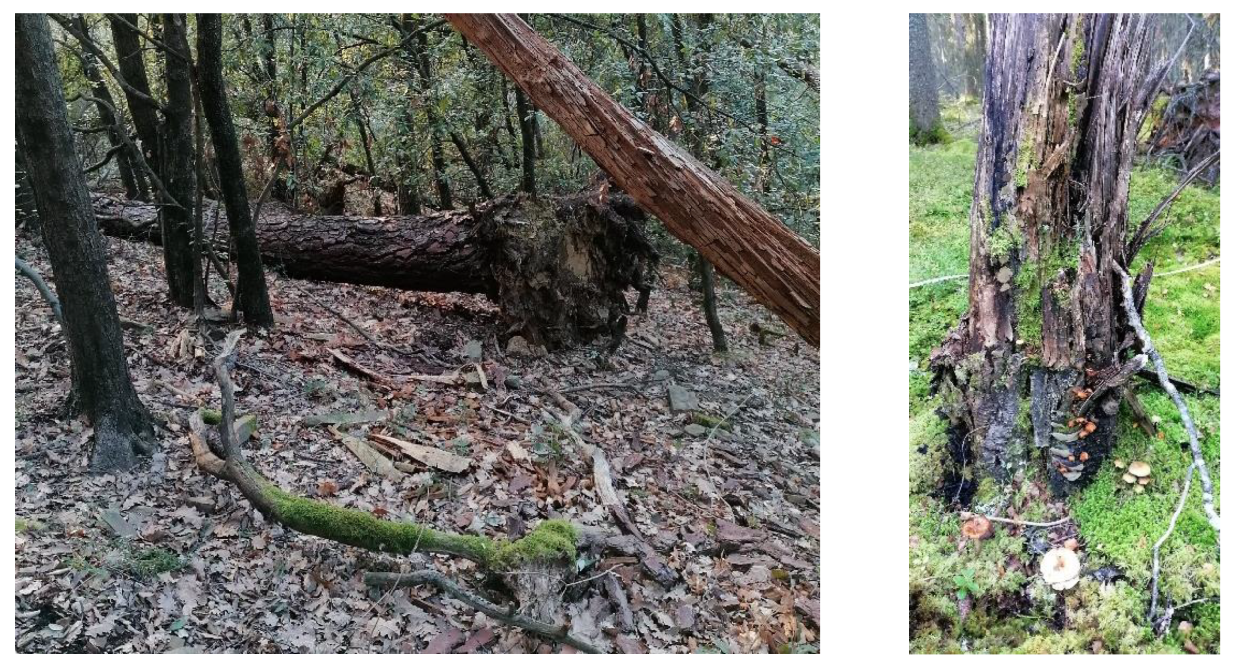 Ecologies 04 00003 g001