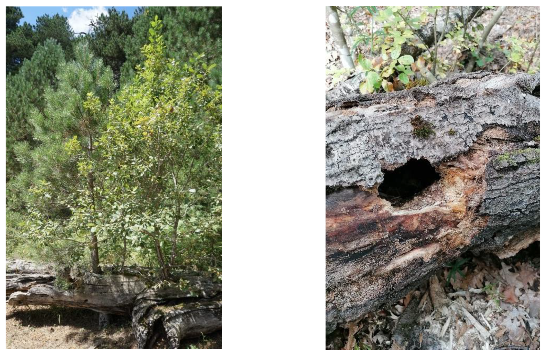 Ecologies 04 00003 g002