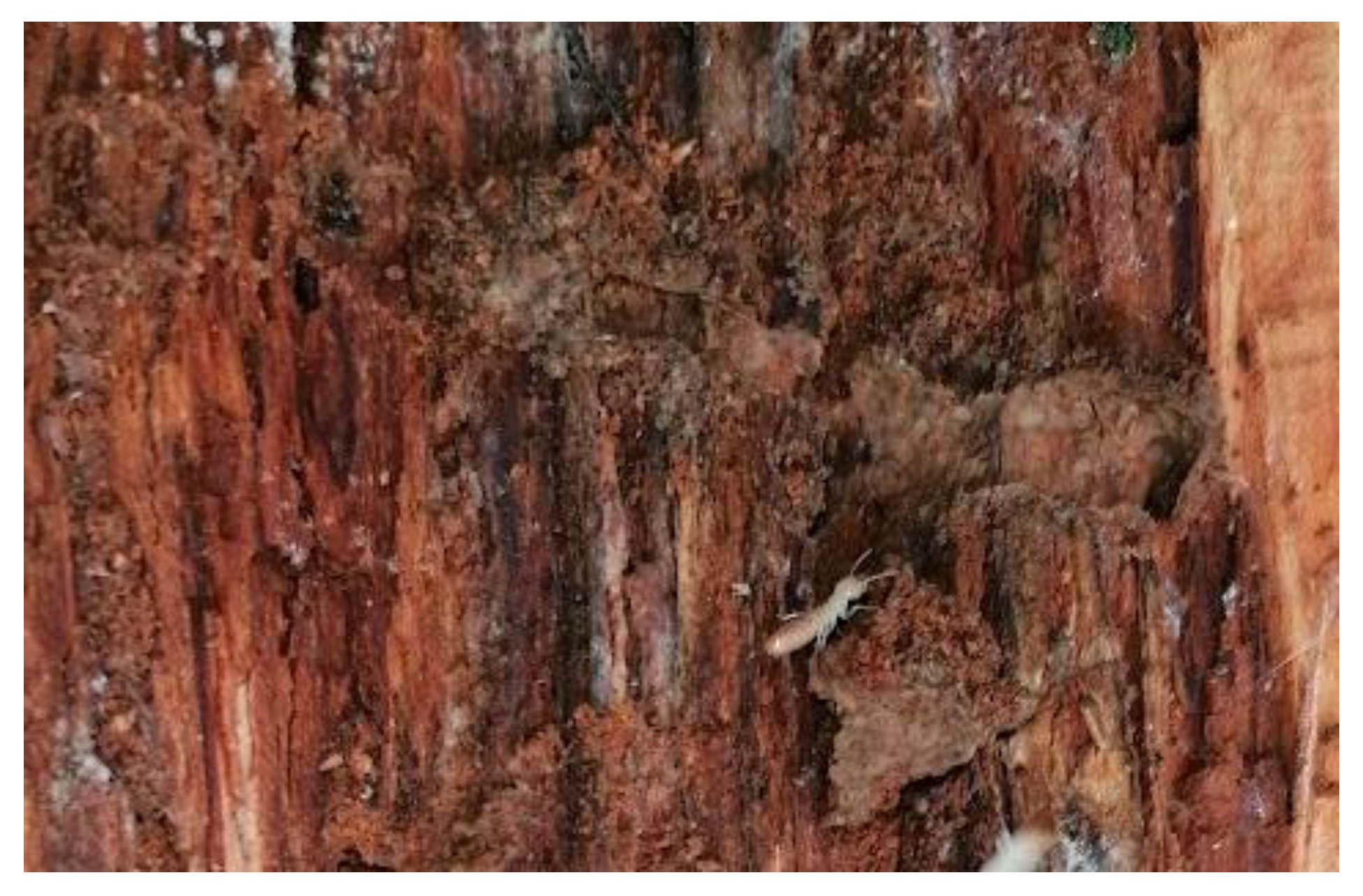 Ecologies 04 00003 g003