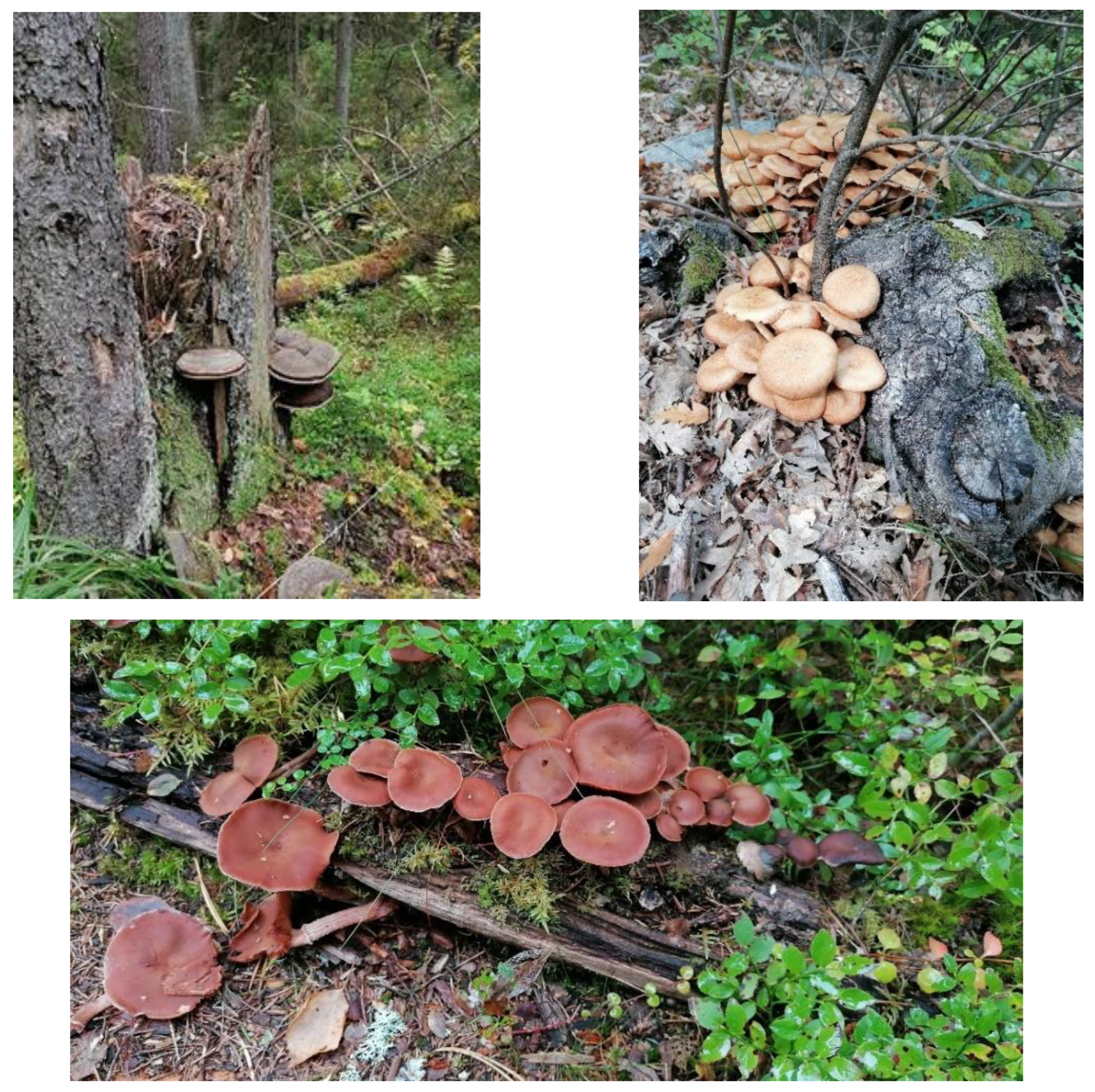 Ecologies 04 00003 g004