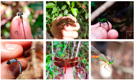 Ecologies 04 00006 g0a1