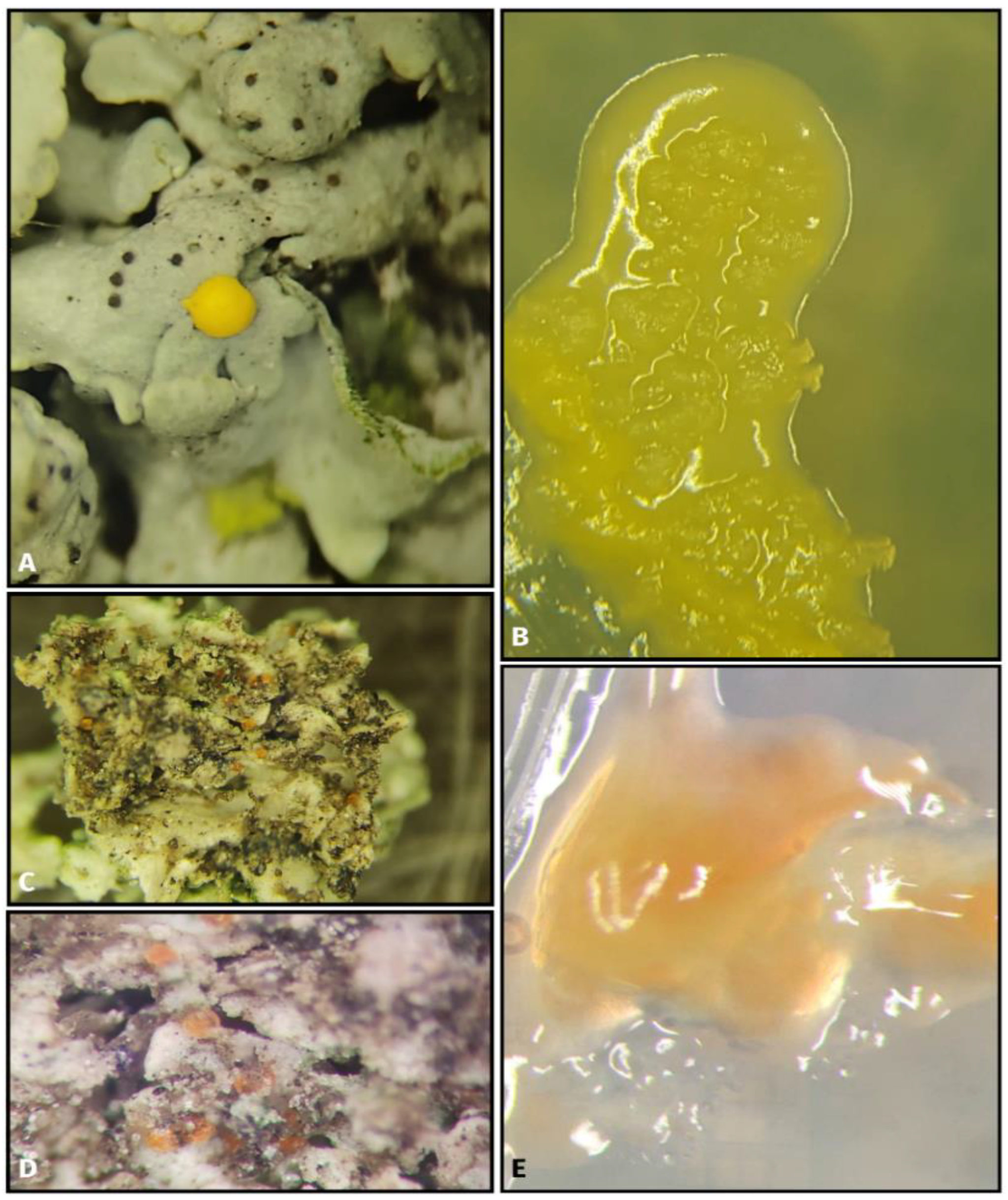 Ecologies 04 00012 g002