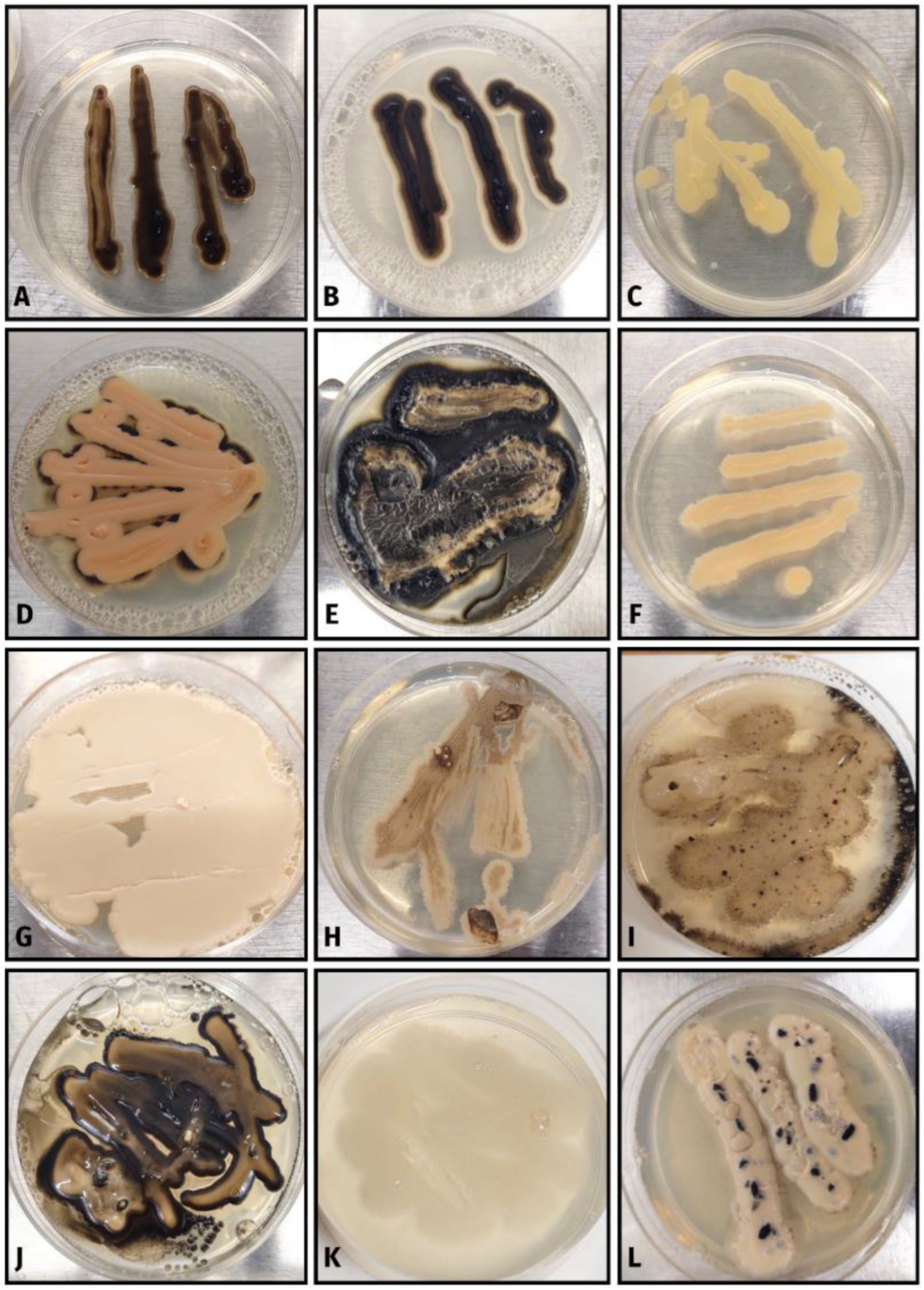 Ecologies 04 00012 g004