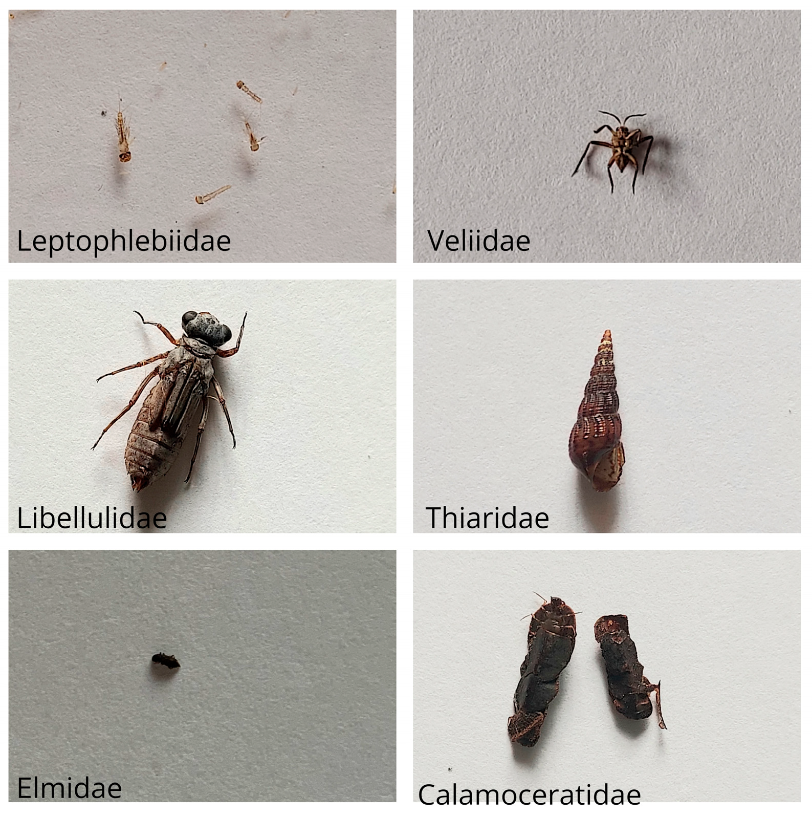 Ecologies 04 00015 g002 Ecologies 04 00015 g002