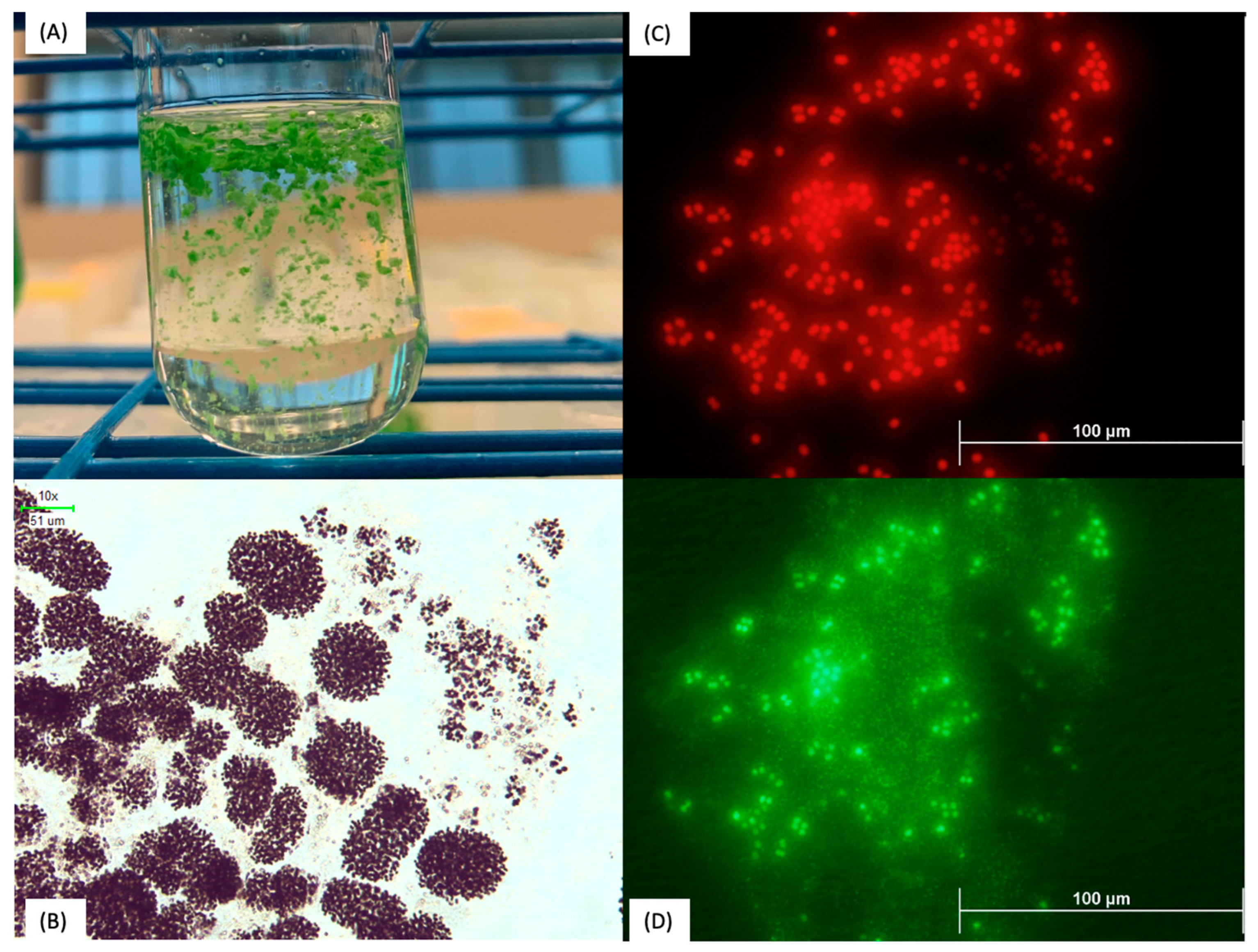 Ecologies 04 00023 g004