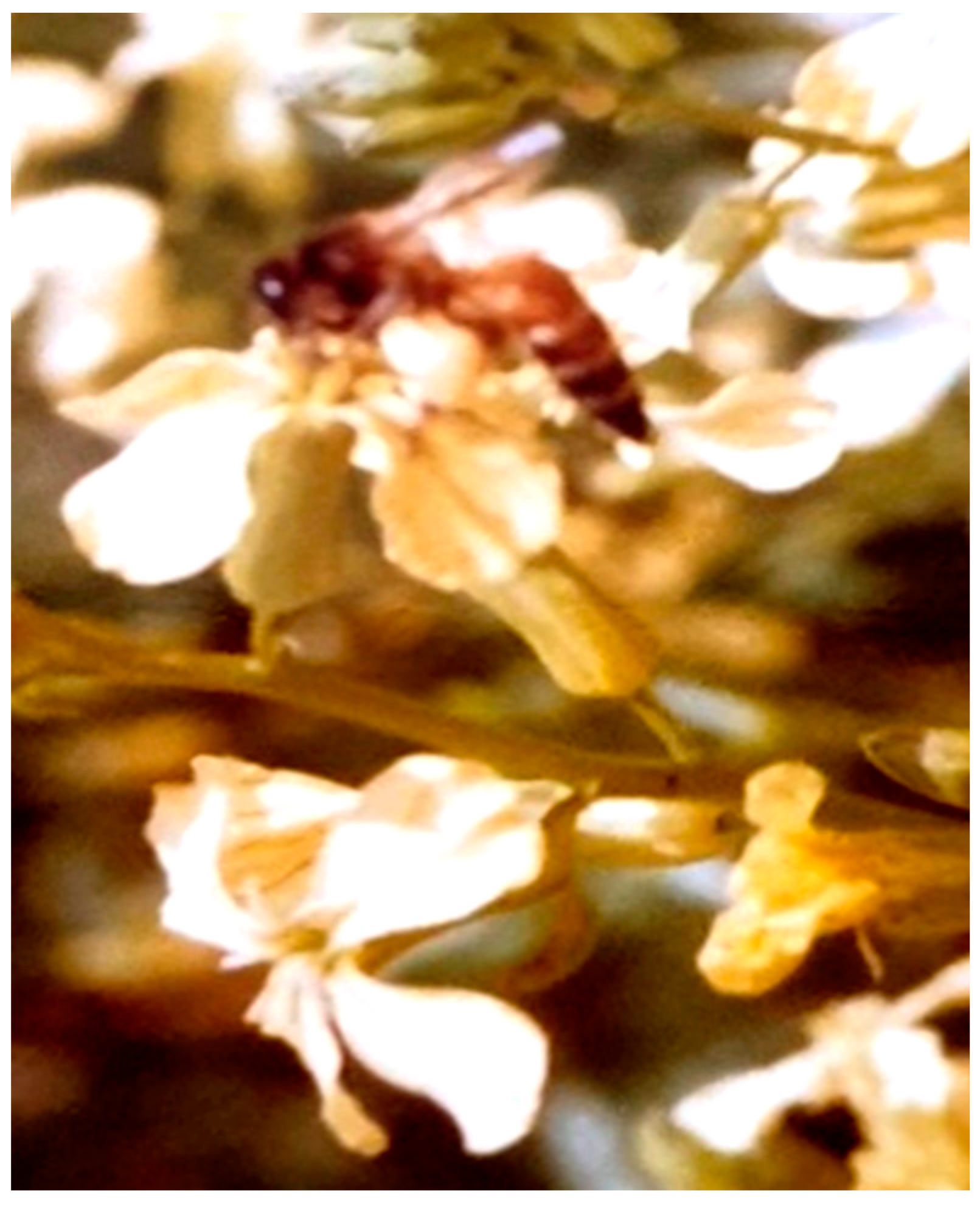 Ecologies 04 00038 g004