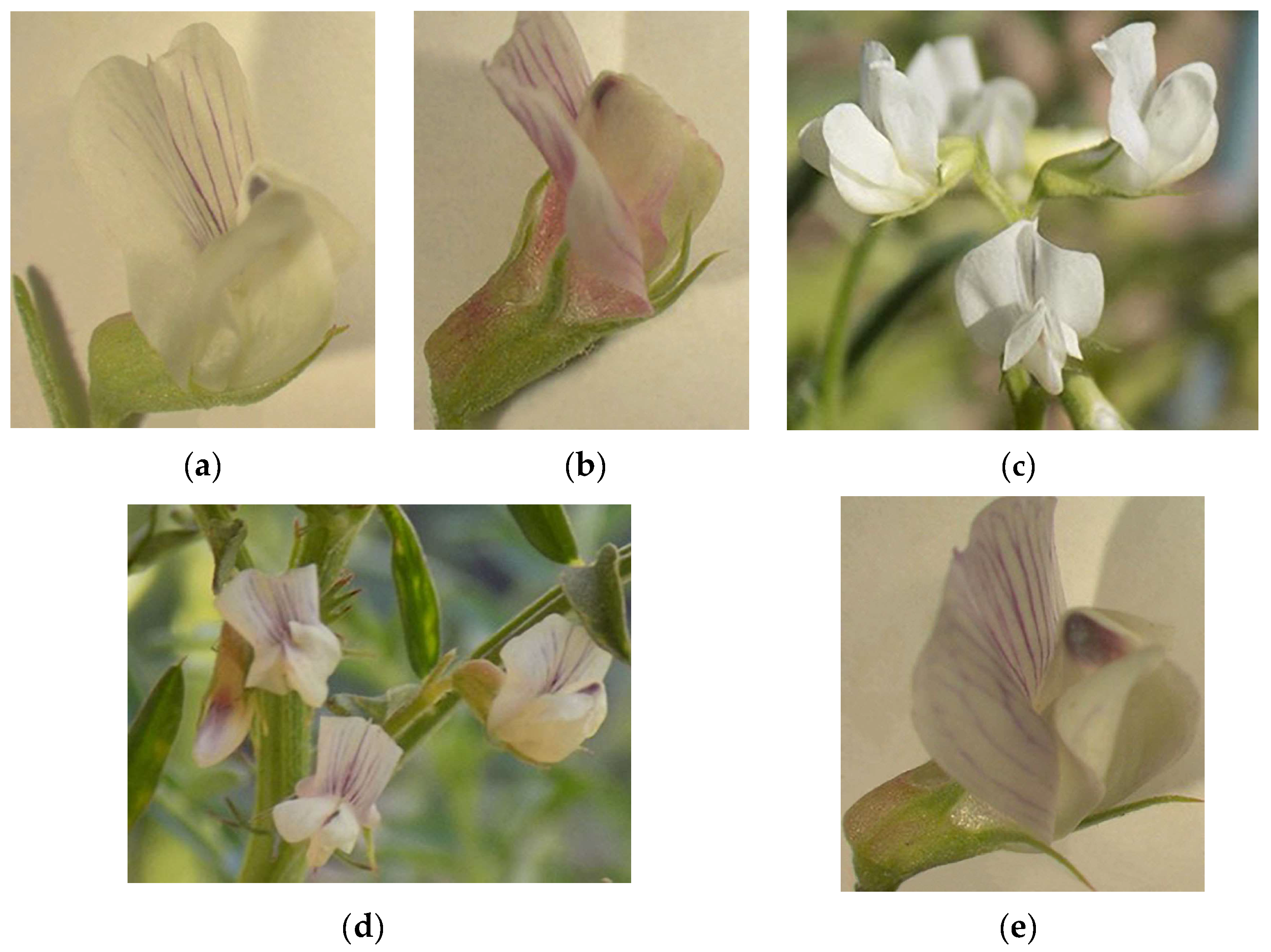 Ecologies 04 00039 g002