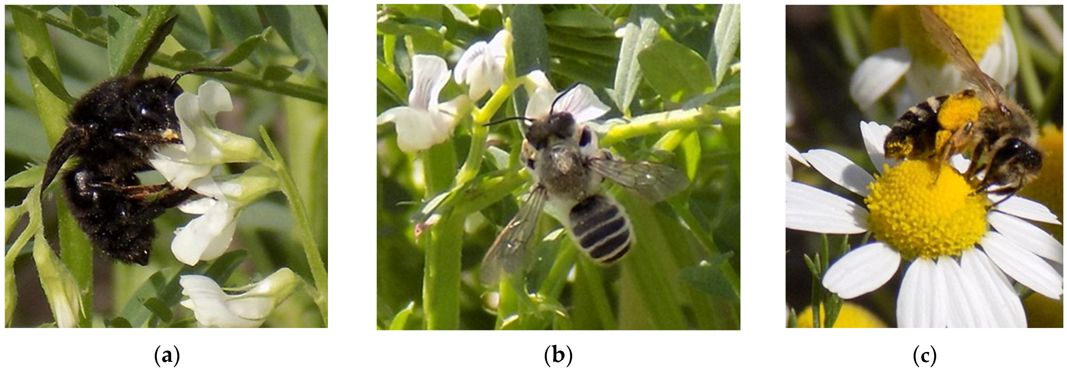 Ecologies 04 00039 g003