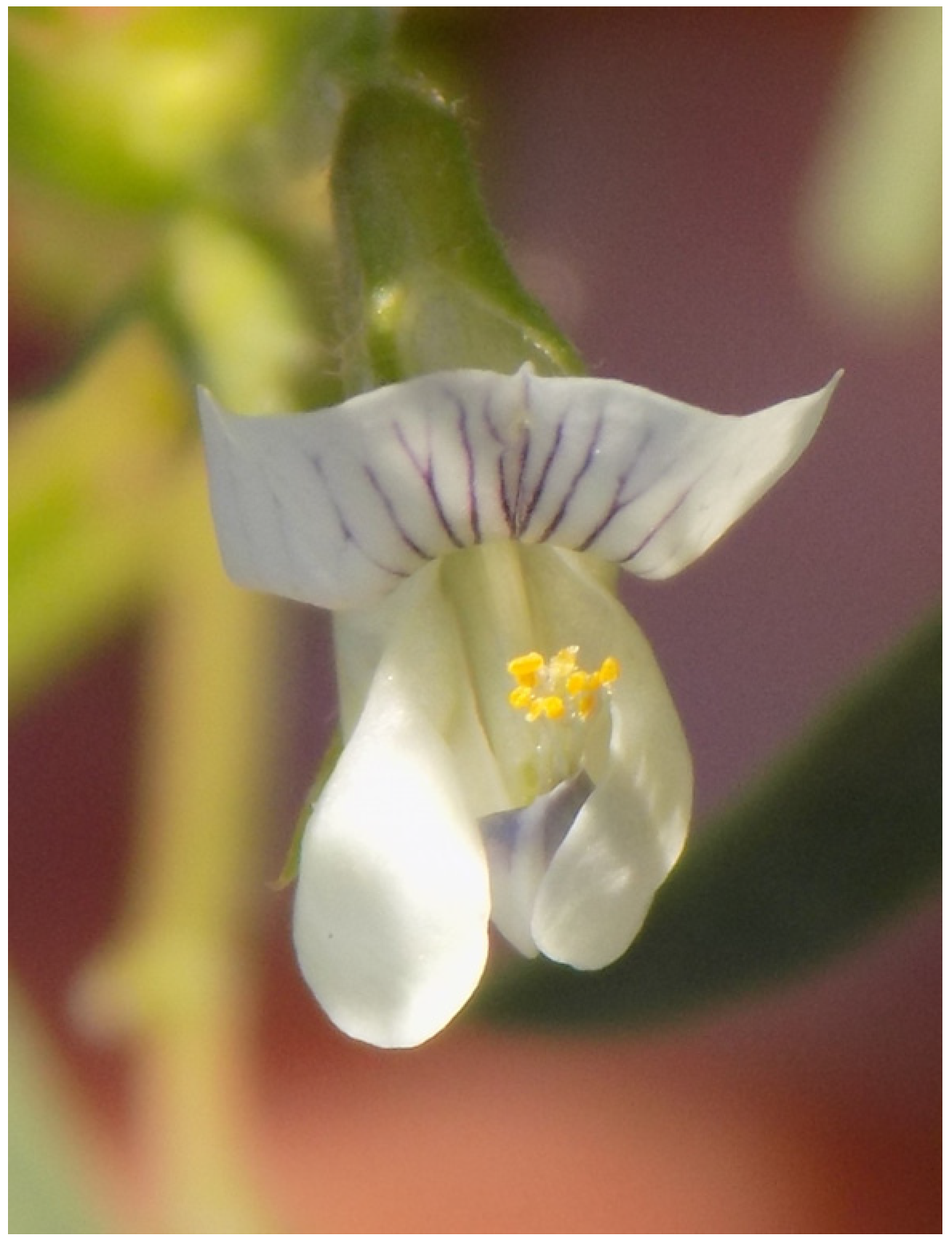 Ecologies 04 00039 g004