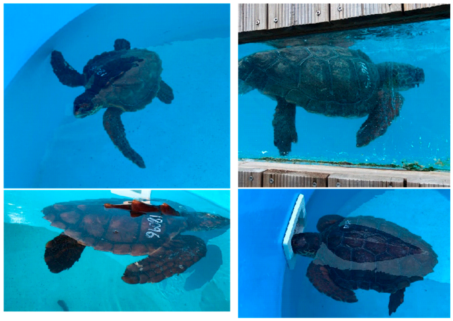 Ecologies 06 00009 g003