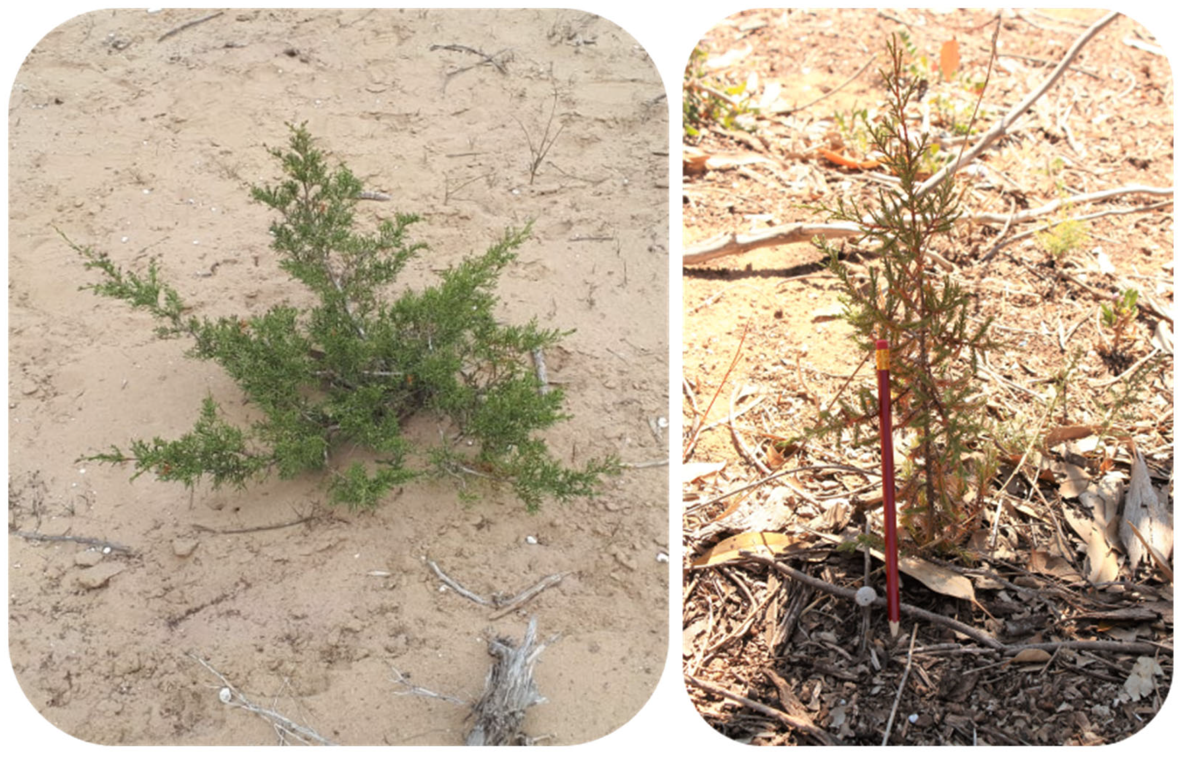 Ecologies 06 00043 g005