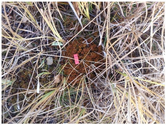 Ecologies 06 00067 g0a11