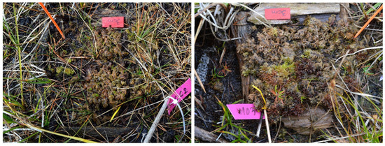 Ecologies 06 00067 g0a12