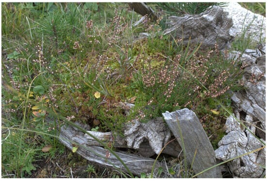 Ecologies 06 00067 g0a13