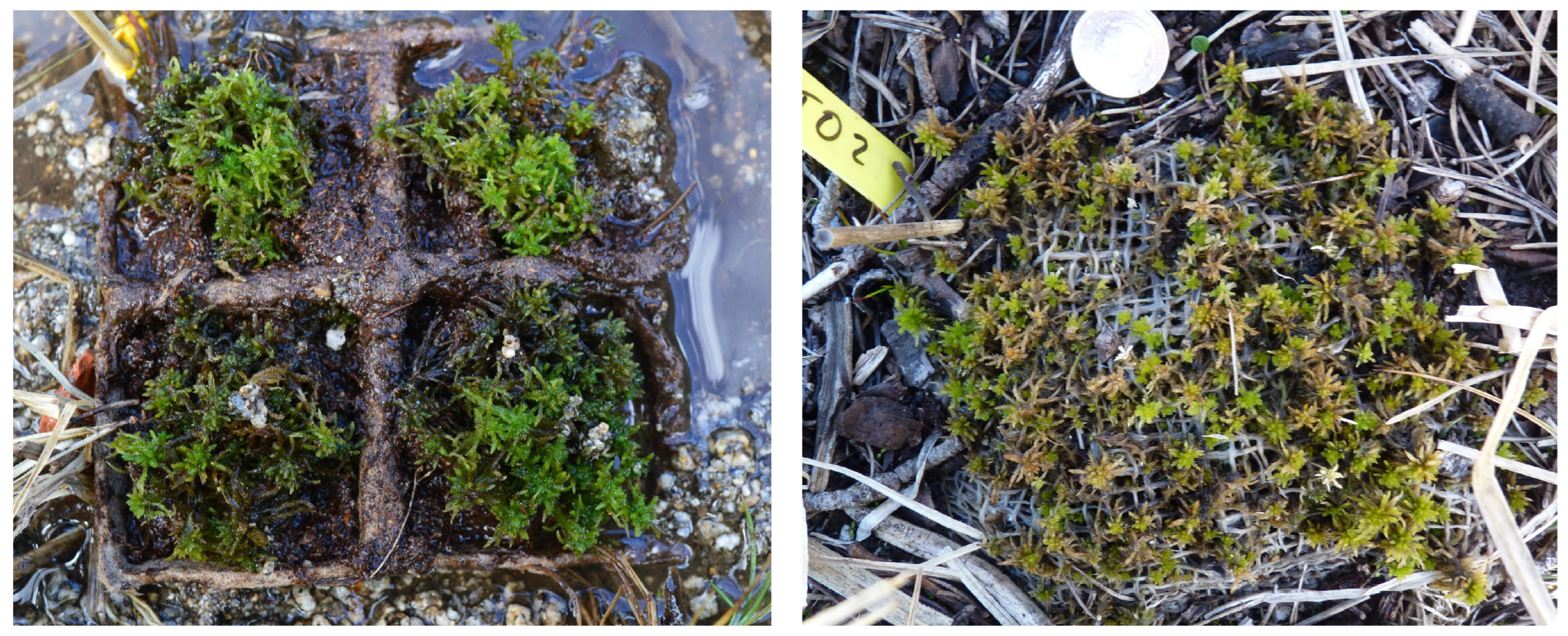 Ecologies 06 00067 g0a6