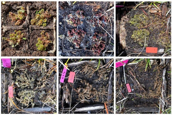 Ecologies 06 00067 g0a8