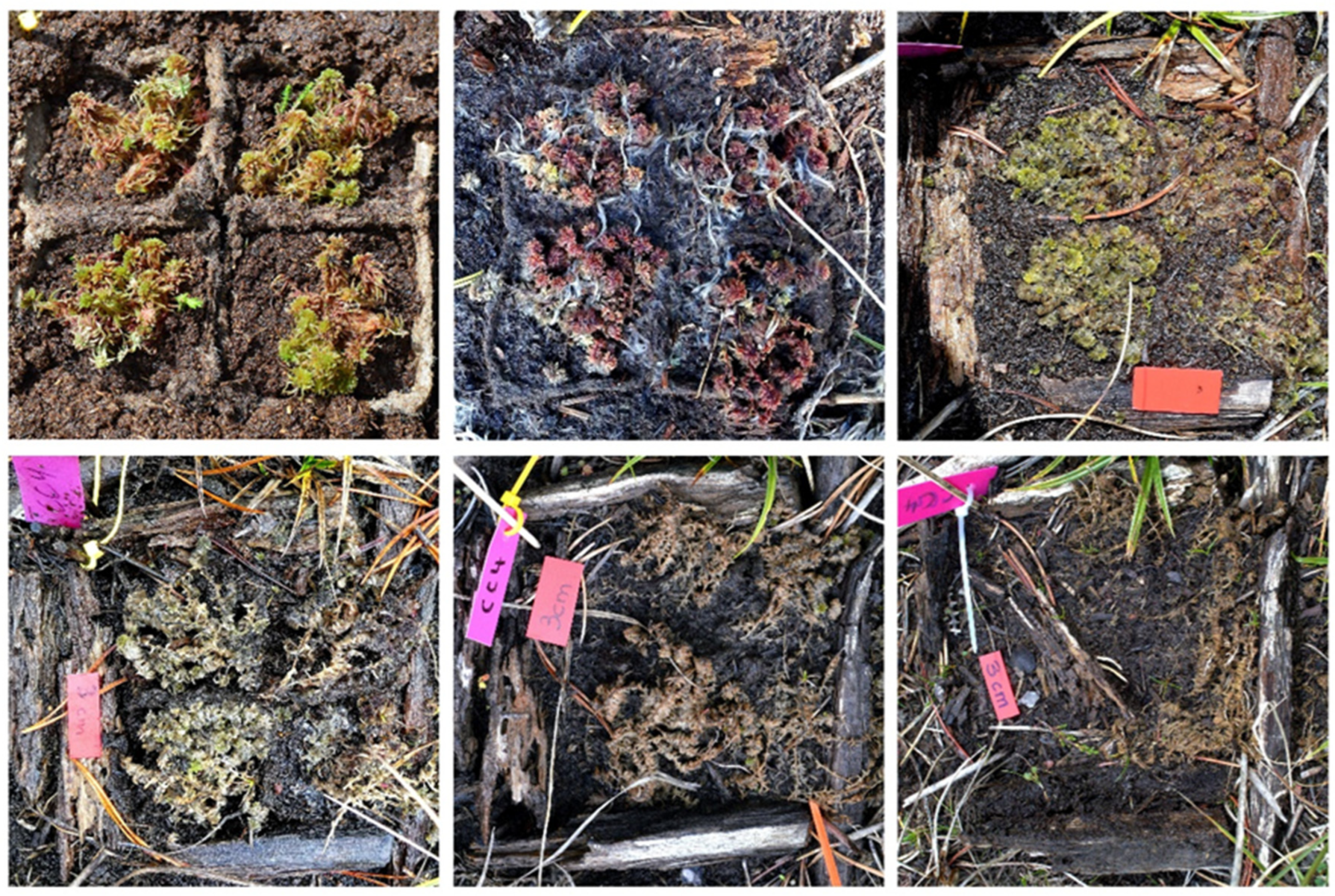 Ecologies 06 00067 g0a8