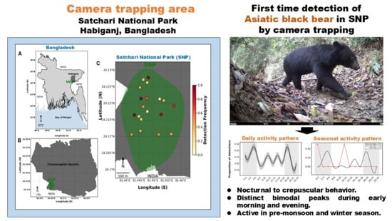 (A) Map of the study area in Bangladesh showing the location of SNP in Habiganj District, Sylhet Division, near the northeastern border with India. (B) Enlarged map of Chunarughat Upazila indicating the relative location of SNP within the administrative region. (C) Spatial distribution of camera-trap stations inside SNP, where each point represents a camera-trap location color-coded by detection frequency of wild mammals. Detection frequency ranges from low (yellow) to high (red), indicating spatial variation in wild species activity and detection intensity across SNP. The green polygon denotes the approximate boundary of SNP. North arrows and scale bars are provided for geographic reference.