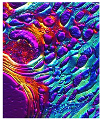 Education 08 00166 i001 Education 08 00166 i001