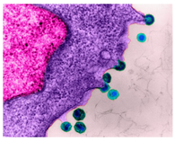 Education 08 00166 i009 Education 08 00166 i009