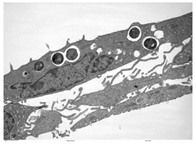 Education 08 00166 i016 Education 08 00166 i016