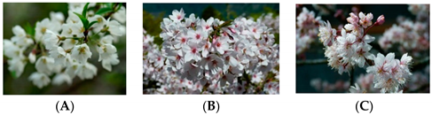 Education 09 00094 i003