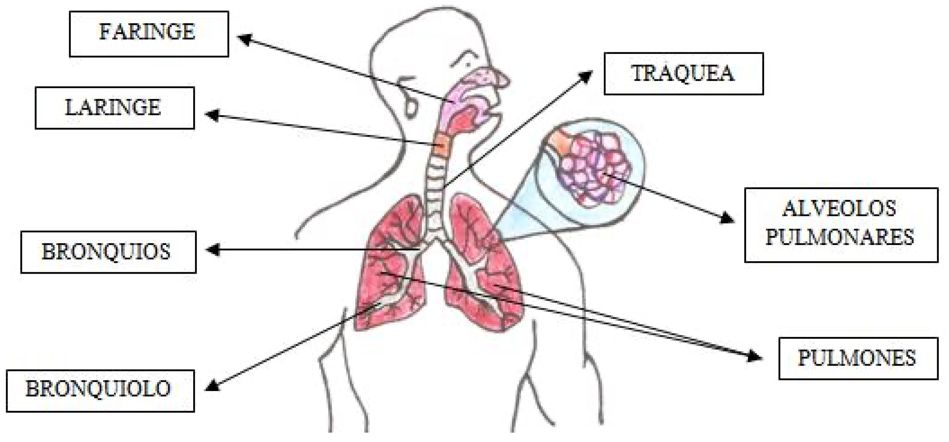 Education 13 00343 g004