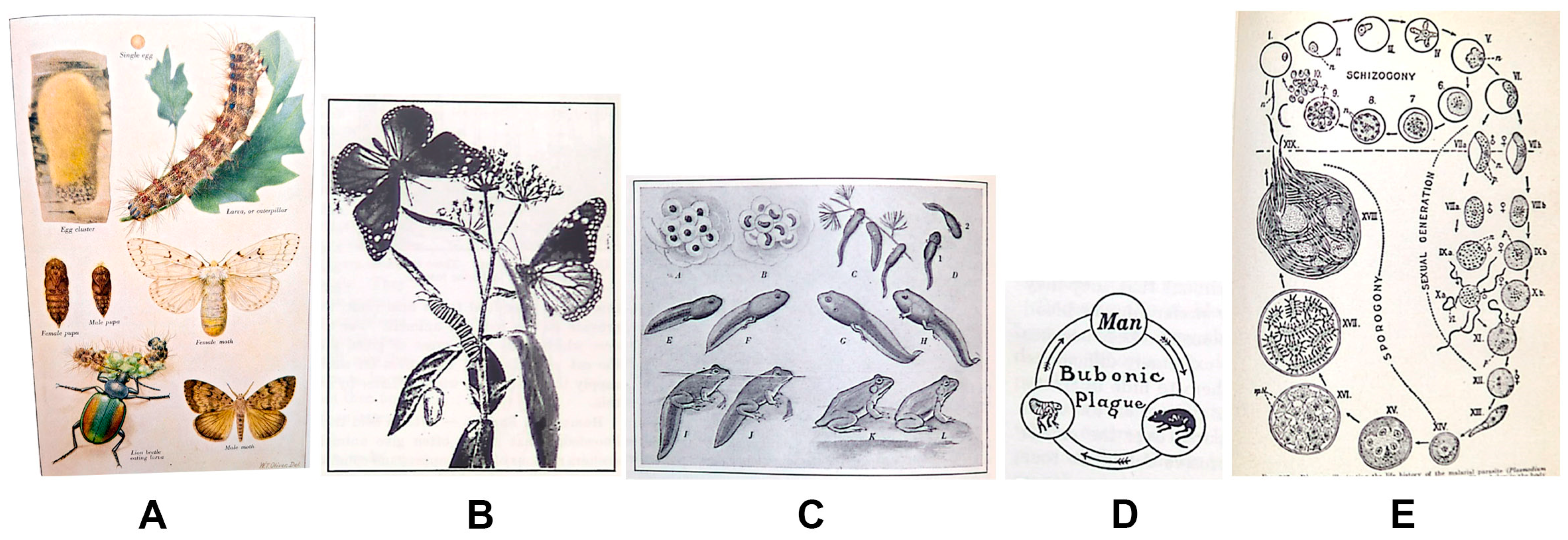 Education 14 00403 g001