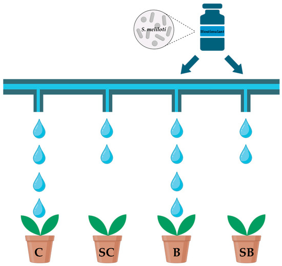 Schematic representation of the treatments: (C) Control treatment (100% of AW), (SC) stressed control treatment (57% of AW), (B) biostimulant treatment (100% of AW and S. meliloti application), and (SB) stressed biostimulant treatment (57% of AW and S. meliloti application).