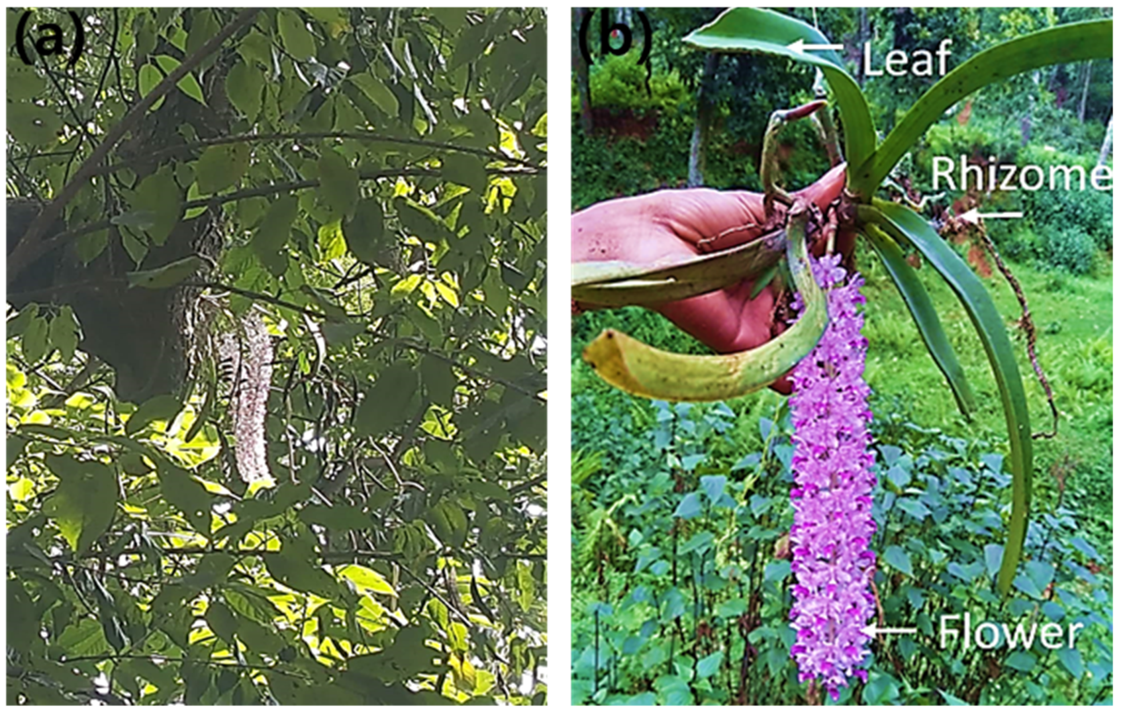 Electrochem 03 00013 g001