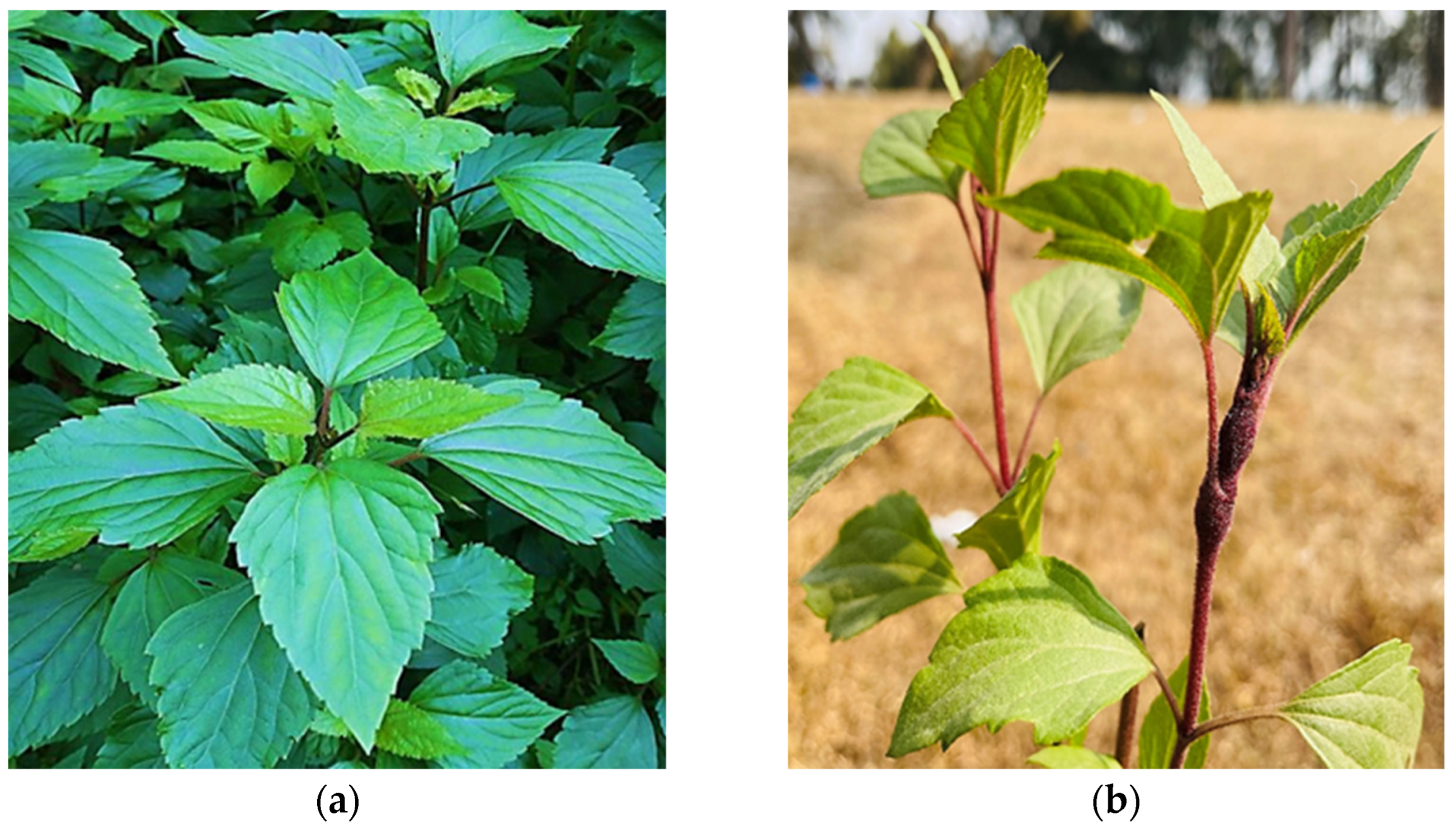 Electrochem 04 00009 g001
