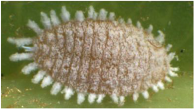 Electronics 10 00372 i010 Electronics 10 00372 i010