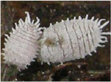 Electronics 10 00372 i011 Electronics 10 00372 i011