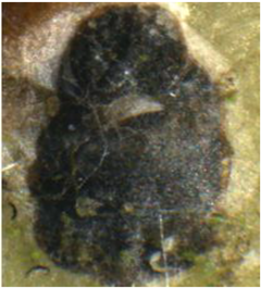 Electronics 10 00372 i012 Electronics 10 00372 i012