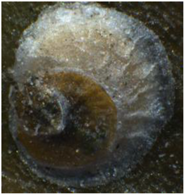 Electronics 10 00372 i013 Electronics 10 00372 i013