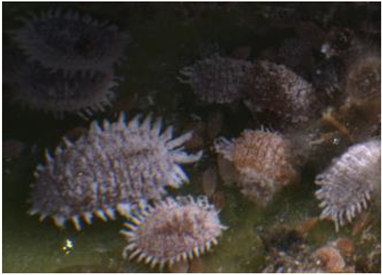 Electronics 10 00372 i014 Electronics 10 00372 i014