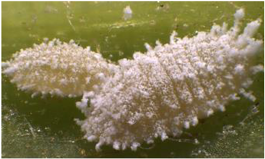 Electronics 10 00372 i015 Electronics 10 00372 i015