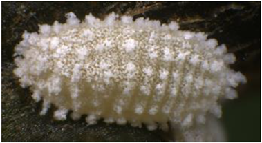 Electronics 10 00372 i018 Electronics 10 00372 i018