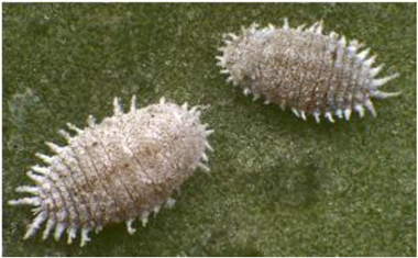 Electronics 10 00372 i019 Electronics 10 00372 i019