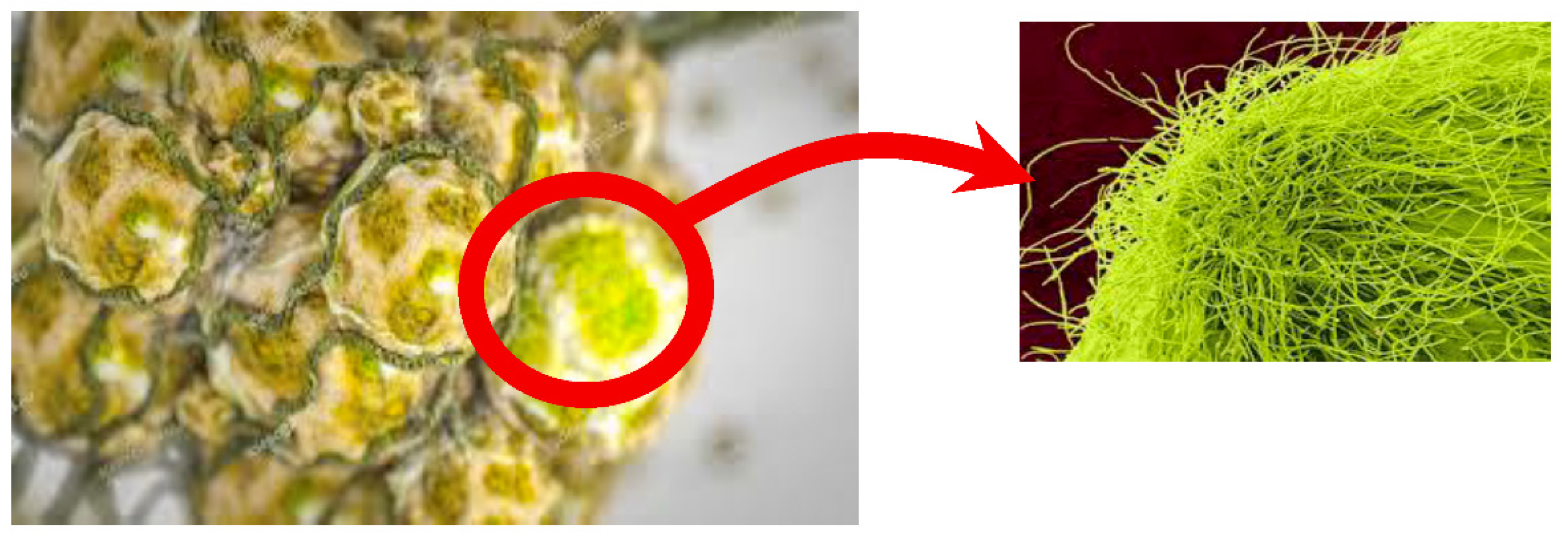 Electronics 10 02057 g001