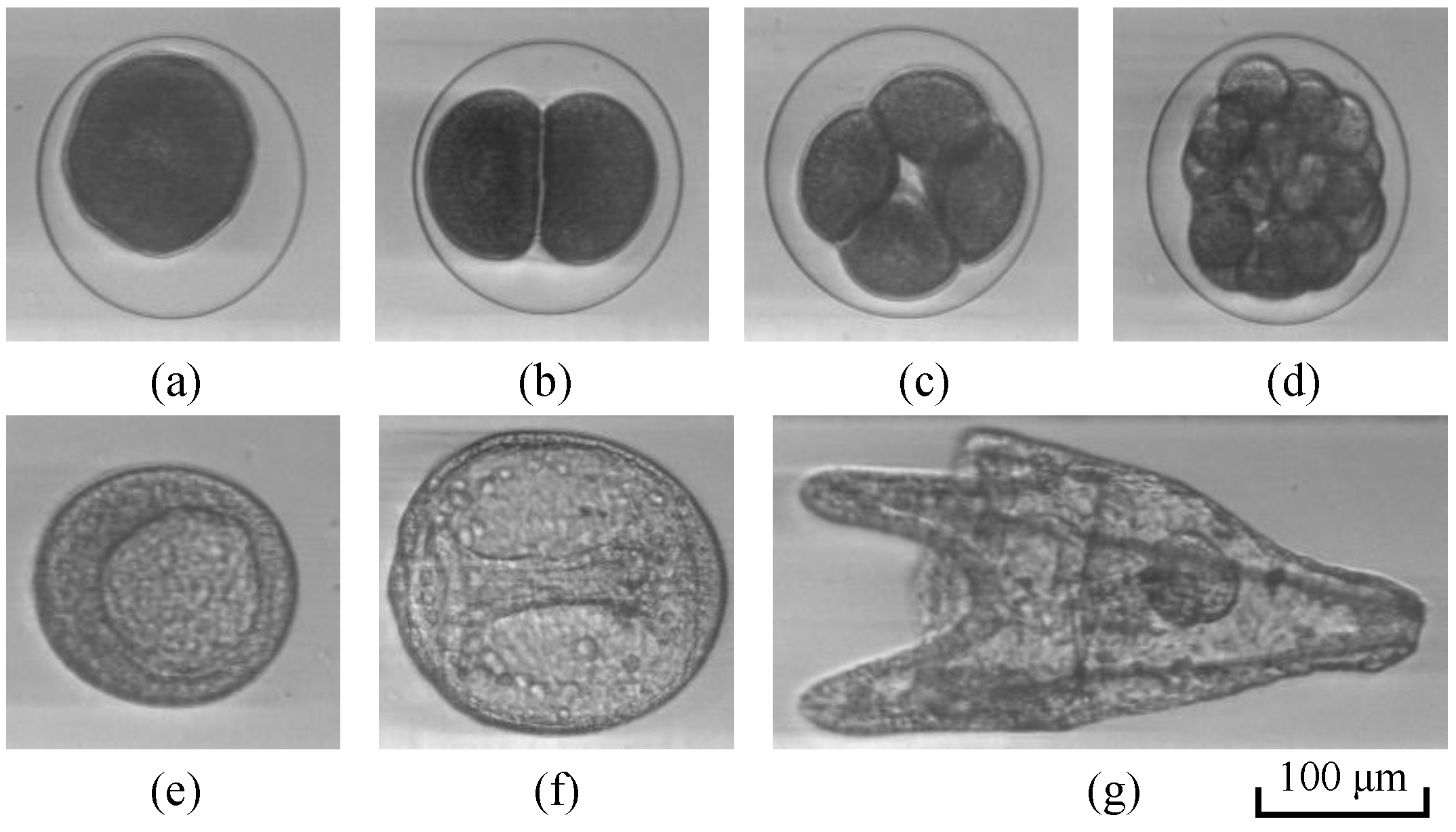 Electronics 11 01407 g005