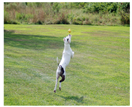 Electronics 11 03335 i008